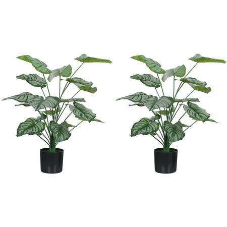 Lotto di 2 Piante per Ufficio TAIGA, Piante del Pavone alte 65cm, Verde